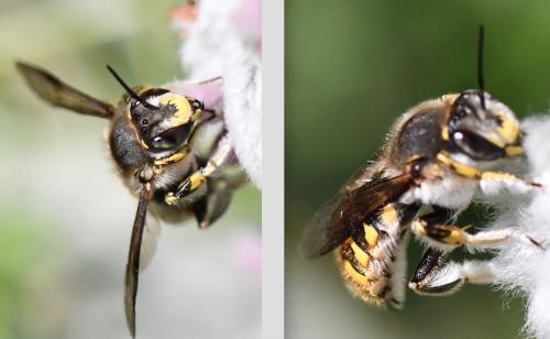 Anthidium manicatum